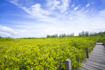 Fototapeta premium Walkway with wooden bridge through mangrove forrest, Golden Mead