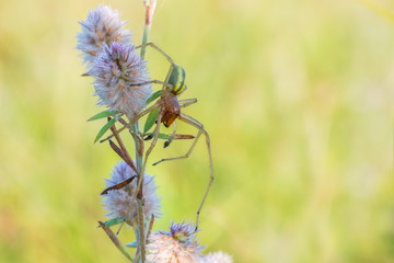 The male of a yellow sac spider sits on a plant