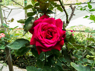 Beautiful big red rose flower