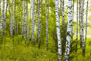 Naklejka premium summer in birch forest