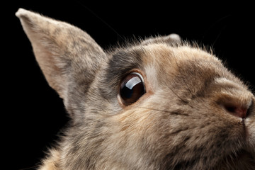 Naklejka premium Closeup Head frightened Little rabbit, Brown Fur, isolated on Black Background, Profile view
