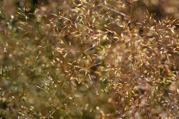 The grass pollen - obrazy, fototapety, plakaty
