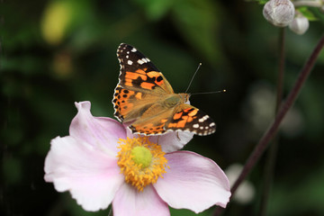 Obraz na płótnie Canvas Vanessa cardui thistle butterfly