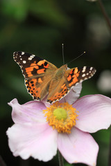 Obraz na płótnie Canvas Vanessa cardui butterfly on a anemone flower 