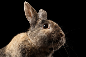 Closeup Head Funny Little rabbit, Brown Fur, isolated on Black Background, Profile view