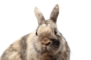 Closeup Head Furry Little rabbit, Brown Fur, isolated on white Background, Front view