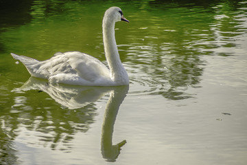 Schwan (Cygnus buccinator) am Viehofner See als HDR-Foto ausgearbeitet