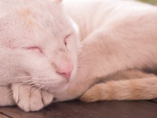 Fototapeta na wymiar cat sleep on the table top with sick in the leg