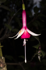 Fuchsienblüte