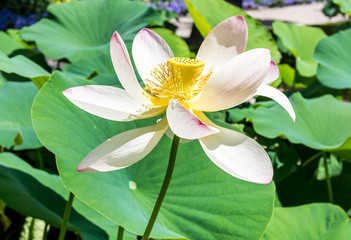 Beautiful White Lotus Flower showing il's heart. Summer flowers series.
