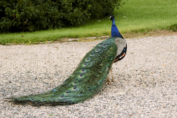 Obraz premium beautiful peacocks strolling in the park