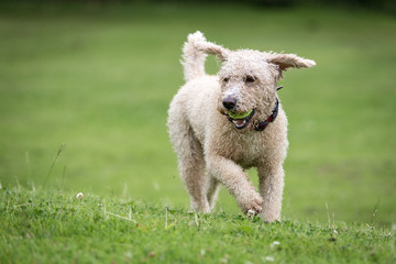 Dog Running and Playing