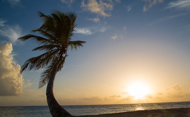 Beautiful Sunrise with Palm at the sea