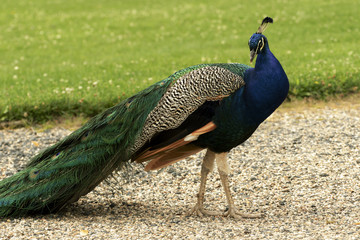 Fototapeta premium beautiful peacocks strolling in the park