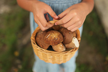 hands holding basket with mushrooms