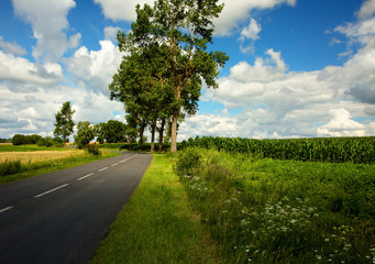 Fototapeta na wymiar Beautiful fields with asphalt road under blue sky with clouds in