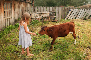 Girl feeding a calf