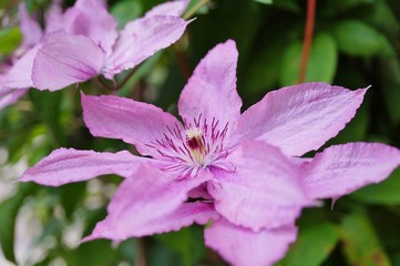 Close up of a pale pink single clematis flower on the vine
