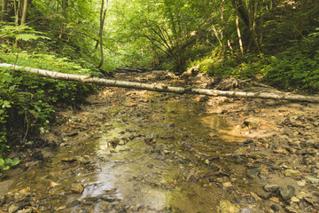 A brook in a dense forest.