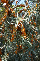 Naklejka na ściany i meble Orange fruits and leaves of sea buckthorn shrub