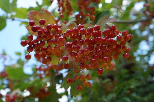 Viburnum opulus shrub, red fruit and leaves