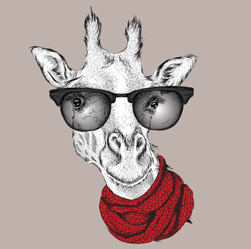 Portrait of giraffe  in a winter scarf. Vector illustration