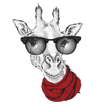 Portrait of giraffe  in a winter scarf. Vector illustration