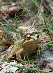 echter Frosch im Wald_Rana