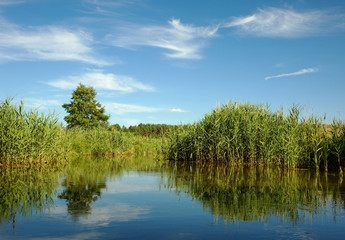 Fototapeta premium Wild, dense reeds on the lake in summer
