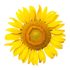 Fototapeta premium Sunflower