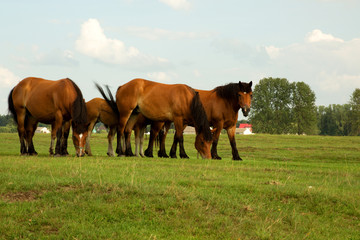 Naklejka na ściany i meble Horses on a summer meadow