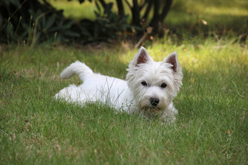 Leżący West Highland White Terrier