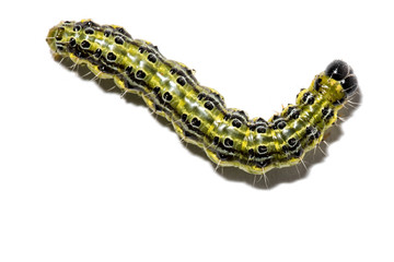 Obraz premium Buchsbaumzünsler 