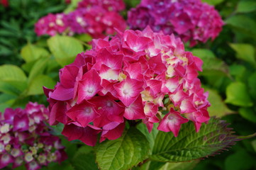 Pink hydrangea flowers in bloom