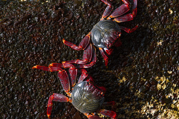 Closeup red crab on black volcanic stone. Canary islands, Tenerife
