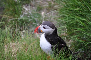 Puffin / Puffins are any of three small species of acids in the bird genus Fratercula with a brightly coloured beak during the breeding season.