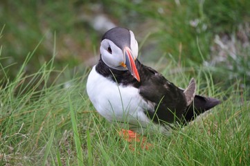 Puffin / Puffins are any of three small species of acids in the bird genus Fratercula with a brightly coloured beak during the breeding season.