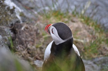 Puffin / Puffins are any of three small species of acids in the bird genus Fratercula with a brightly coloured beak during the breeding season.