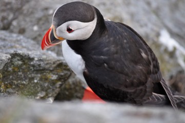 Puffin / Puffins are any of three small species of acids in the bird genus Fratercula with a brightly coloured beak during the breeding season.