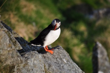 Puffin / Puffins are any of three small species of acids in the bird genus Fratercula with a brightly coloured beak during the breeding season.