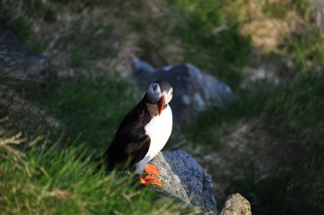 Puffin / Puffins are any of three small species of acids in the bird genus Fratercula with a brightly coloured beak during the breeding season.