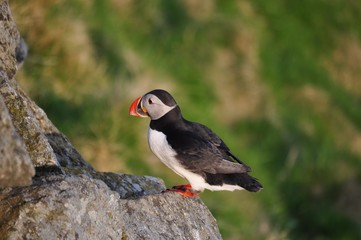 Puffin / Puffins are any of three small species of acids in the bird genus Fratercula with a brightly coloured beak during the breeding season.