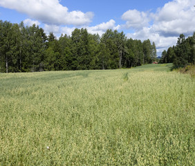 Fototapeta premium Farmland