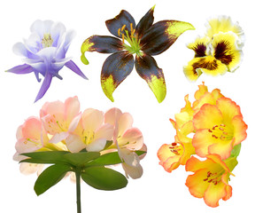 Set of colorful flower isolated, full bloom flora spring season (Lionheart)