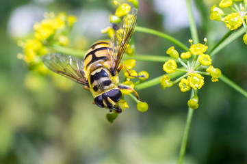 Ape gialla in primo piano impollina fiore, ape maia, ape, vespa, insetto su fiore, polline fiore...