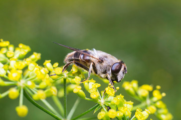 Ape gialla in primo piano impollina fiore, ape maia, ape, vespa, insetto su fiore, polline fiore...