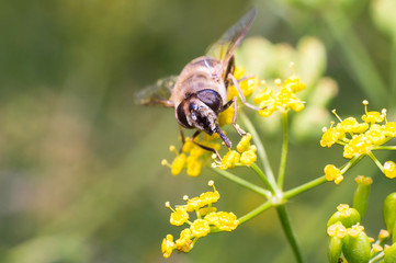 Ape gialla in primo piano impollina fiore, ape maia, ape, vespa, insetto su fiore, polline fiore giallo