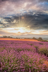 Lavender field against colorful sunset in Provence, France