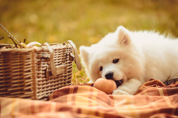 Samoyed puppy eating peach on brown plain near picnic basket