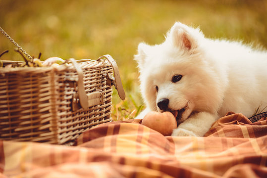 Samoyed puppy eating peach on brown plain near picnic basket
